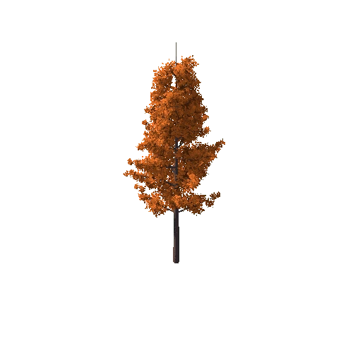 Tree_C Autumn_7